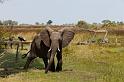 113 Okavango Delta, duba plains camp